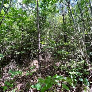 Photo #20 of SOLD property in Off Baltimore Rd, Warrenton, NC 2.4 acres
