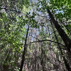Photo #7 of SOLD property in Off Baltimore Rd, Warrenton, NC 2.4 acres