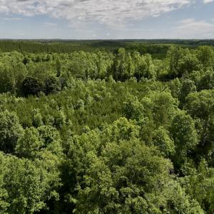 Photo #9 of SOLD property in Off Baltimore Rd, Warrenton, NC 2.4 acres