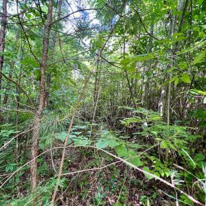 Photo #21 of SOLD property in Off Baltimore Rd, Warrenton, NC 2.4 acres