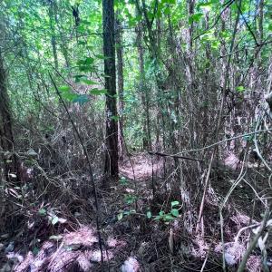 Photo #26 of SOLD property in Off Baltimore Rd, Warrenton, NC 2.4 acres