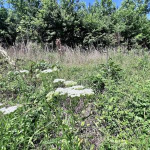 Photo #27 of SOLD property in Off Baltimore Rd, Warrenton, NC 2.4 acres