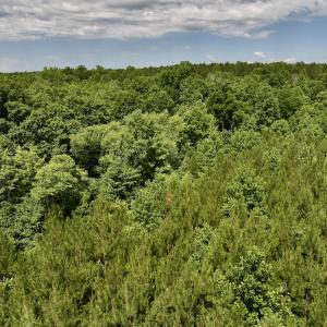 Photo #30 of SOLD property in Off Baltimore Rd, Warrenton, NC 2.4 acres