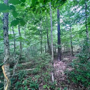 Photo #34 of SOLD property in Off Baltimore Rd, Warrenton, NC 2.4 acres