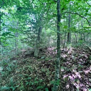Photo #35 of SOLD property in Off Baltimore Rd, Warrenton, NC 2.4 acres
