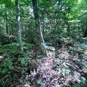 Photo #38 of SOLD property in Off Baltimore Rd, Warrenton, NC 2.4 acres