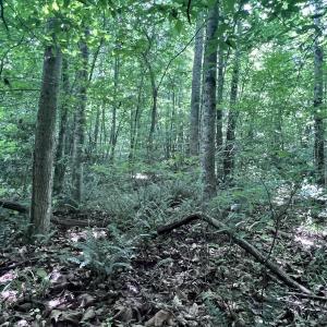 Photo #40 of SOLD property in Off Baltimore Rd, Warrenton, NC 2.4 acres