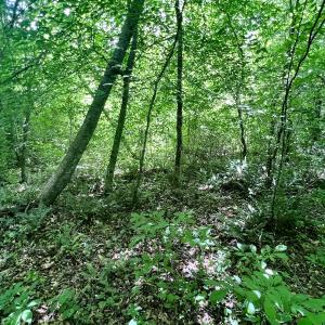 Photo #41 of SOLD property in Off Baltimore Rd, Warrenton, NC 2.4 acres