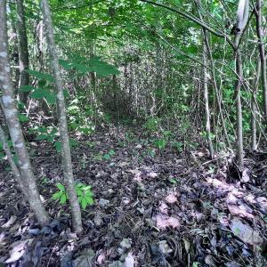 Photo #42 of SOLD property in Off Baltimore Rd, Warrenton, NC 2.4 acres