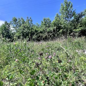 Photo #43 of SOLD property in Off Baltimore Rd, Warrenton, NC 2.4 acres