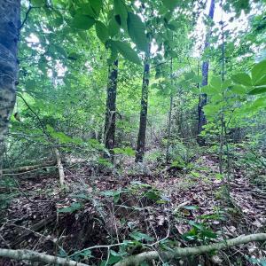 Photo #45 of SOLD property in Off Baltimore Rd, Warrenton, NC 2.4 acres