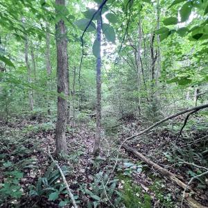 Photo #46 of SOLD property in Off Baltimore Rd, Warrenton, NC 2.4 acres