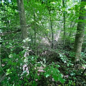 Photo #47 of SOLD property in Off Baltimore Rd, Warrenton, NC 2.4 acres