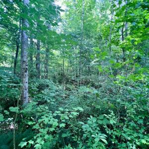 Photo #48 of SOLD property in Off Baltimore Rd, Warrenton, NC 2.4 acres