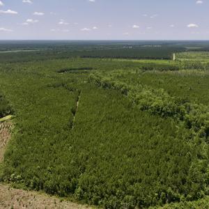 Photo #13 of Off Long Ridge Rd, Plymouth, NC 88.7 acres