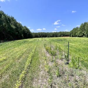 Photo #9 of Off Long Ridge Rd, Plymouth, NC 88.7 acres