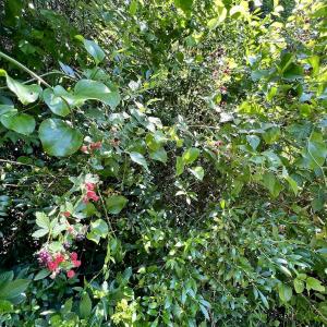 Photo #30 of Off Long Ridge Rd, Plymouth, NC 88.7 acres