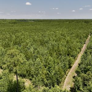 Photo #41 of Off Long Ridge Rd, Plymouth, NC 88.7 acres