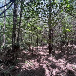 Photo #84 of Off Long Ridge Rd, Plymouth, NC 88.7 acres