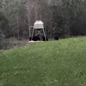 Photo #73 of Off Long Ridge Rd, Plymouth, NC 88.7 acres