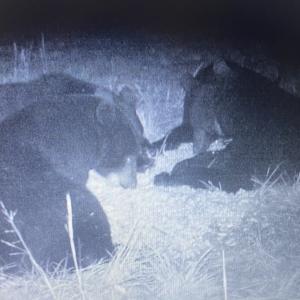 Photo #71 of Off Long Ridge Rd, Plymouth, NC 88.7 acres