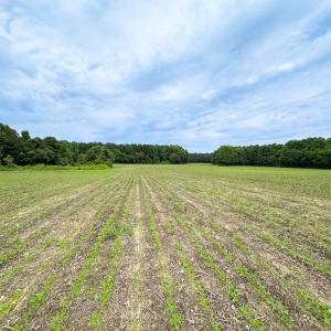 Photo #4 of SOLD property in Off Meherrin Rd, Courtland, VA 115.0 acres