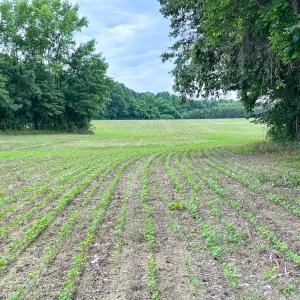 Photo #5 of SOLD property in Off Meherrin Rd, Courtland, VA 115.0 acres