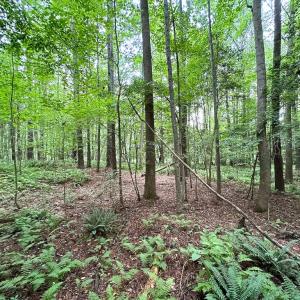 Photo #10 of SOLD property in Off Meherrin Rd, Courtland, VA 115.0 acres