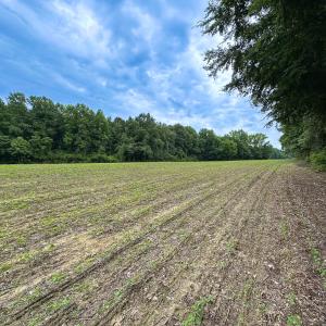 Photo #12 of SOLD property in Off Meherrin Rd, Courtland, VA 115.0 acres