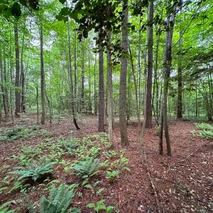 Photo #15 of SOLD property in Off Meherrin Rd, Courtland, VA 115.0 acres