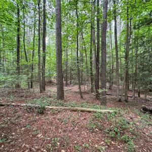 Photo #19 of SOLD property in Off Meherrin Rd, Courtland, VA 115.0 acres