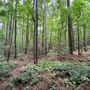 Photo #21 of SOLD property in Off Meherrin Rd, Courtland, VA 115.0 acres