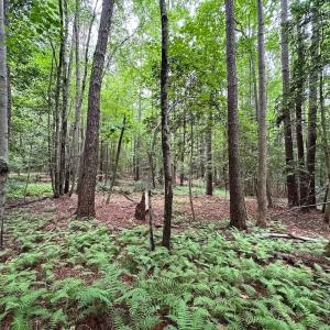 Photo #22 of SOLD property in Off Meherrin Rd, Courtland, VA 115.0 acres