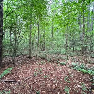 Photo #27 of SOLD property in Off Meherrin Rd, Courtland, VA 115.0 acres