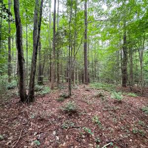 Photo #30 of SOLD property in Off Meherrin Rd, Courtland, VA 115.0 acres