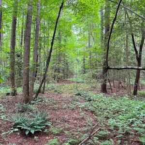 Photo #31 of SOLD property in Off Meherrin Rd, Courtland, VA 115.0 acres