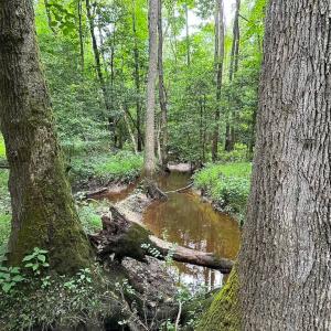 Photo #33 of SOLD property in Off Meherrin Rd, Courtland, VA 115.0 acres