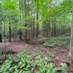 Photo #36 of SOLD property in Off Meherrin Rd, Courtland, VA 115.0 acres