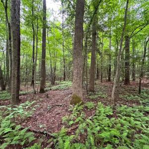 Photo #37 of SOLD property in Off Meherrin Rd, Courtland, VA 115.0 acres