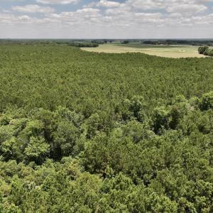 Photo #11 of SOLD property in Off Highway 903, Snow Hill, NC 116.0 acres