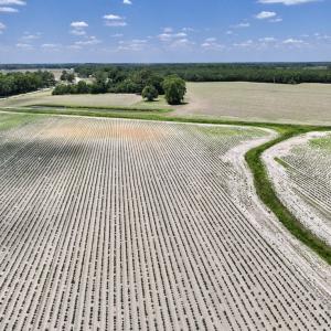 Photo #5 of SOLD property in Off Highway 903, Snow Hill, NC 116.0 acres