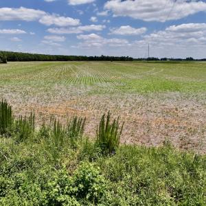 Photo #23 of SOLD property in Off Highway 903, Snow Hill, NC 116.0 acres