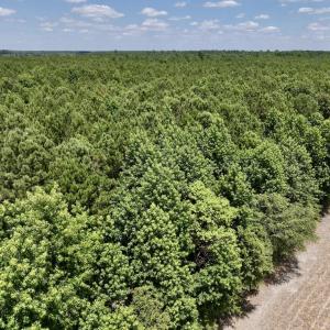 Photo #25 of SOLD property in Off Highway 903, Snow Hill, NC 116.0 acres