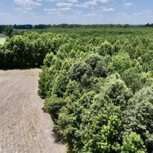 Photo #26 of SOLD property in Off Highway 903, Snow Hill, NC 116.0 acres