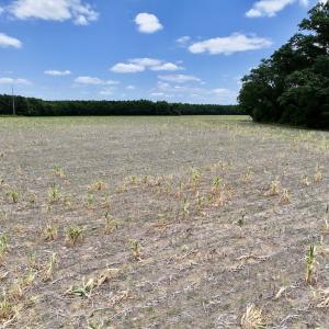Photo #36 of SOLD property in Off Highway 903, Snow Hill, NC 116.0 acres