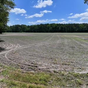 Photo #10 of SOLD property in 1125 Cupela Rd, Walstonburg, NC 38.0 acres