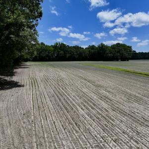 Photo #15 of SOLD property in 1125 Cupela Rd, Walstonburg, NC 38.0 acres