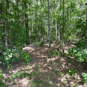 Photo #9 of SOLD property in 1125 Cupela Rd, Walstonburg, NC 38.0 acres