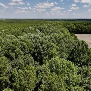 Photo #29 of SOLD property in 1125 Cupela Rd, Walstonburg, NC 38.0 acres