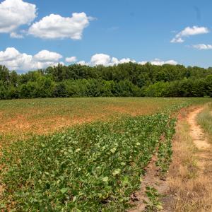 Photo #6 of SOLD property in Off E Elkhorn Rd, Java, VA 34.4 acres